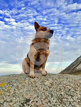 Australia Cattle Dog