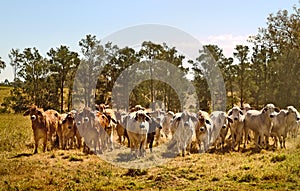Australia cattle ranch Australian brahma beef cows photo
