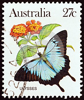 AUSTRALIA - CIRCA 1981: A stamp printed in Australia shows a Papilio Ulysses butterfly, circa 1981.