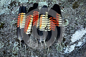 Australia: collection of glossy black cockatoo feathers