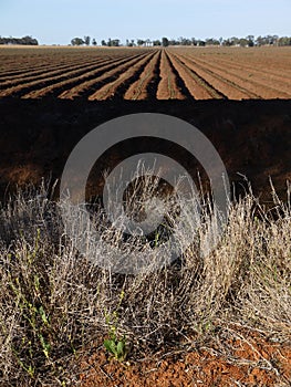 Australia: cotton field irrigation ditches photo