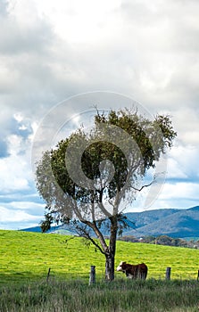 Australia countryside