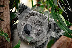 Australia, cute koala spotted in nature.