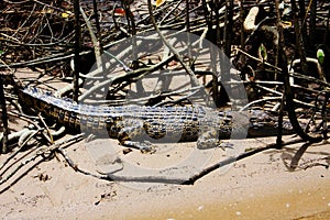 Australia. The Daintree River. Crocodile