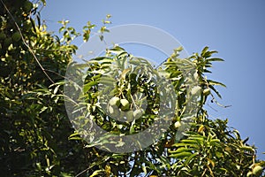 Australia- Daintree- Wild Green Mangos Against Blue Sky