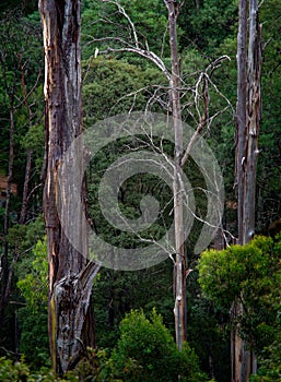 Australia - Dandenong Ranges, Dandenongs are a set of low mountain ranges, Mount Dandenong, east of Melbourne, Victoria, Australia