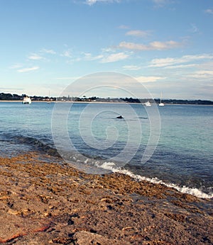 Australia Dolphin and Boats