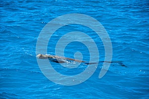 Australia dugong while swimming on sea surface