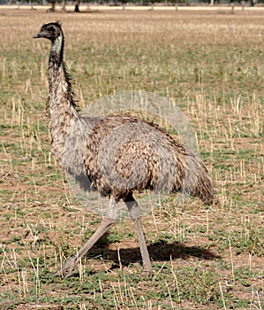 Australia Emu solo view