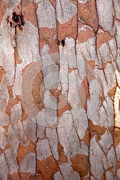 Australia: eucalyptus tree bark texture