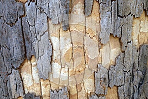 Australia: eucalyptus tree grey brown bark texture