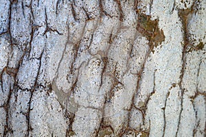 Australia: eucalyptus tree white bark texture