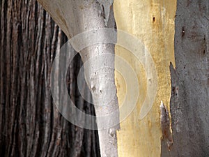 Australia: eucalyptus trees bark texture