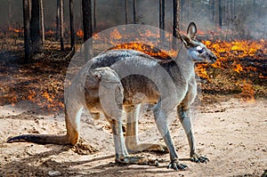 Kangaroo Giant Australia fires Apocalypse  comes to Kangaroo Island photo