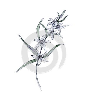 Australia flower sketch. flannel.Isolated on a white background.