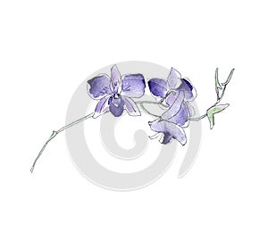 Australia flower sketch. flannel.Isolated on a white background.