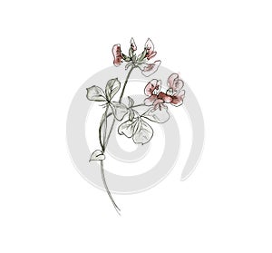 Australia flower sketch. flannel.Isolated on a white background.