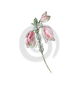 Australia flower sketch. flannel.Isolated on a white background.