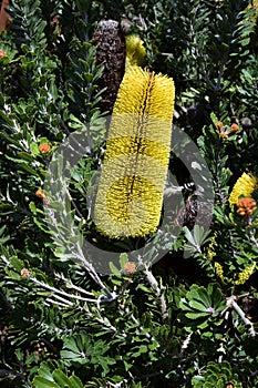 Australia, Botany, Plants