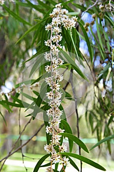 Australia, Botany, peppermint