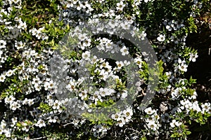 Australia, Botany, Tea Tree