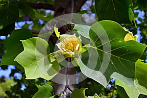 Australia, Botany, Trees