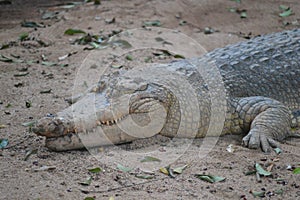 Australia Freshwater Crocodile