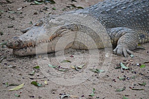 Australia Freshwater Crocodile