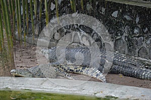 Australia Freshwater Crocodile