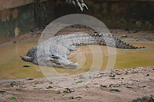 Australia Freshwater Crocodile