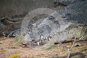 Australia Freshwater Crocodile