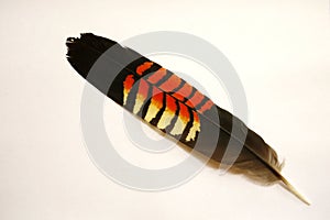 Australia: glossy black cockatoo feather photo