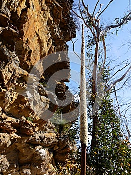 Australia: grass tree flower spike