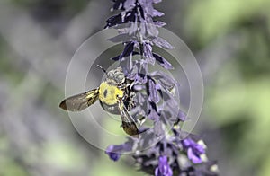 Australia Great Carpenter Bee