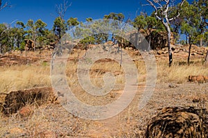 Australia, hiking in the outback, Undara Volcanic National Park photo