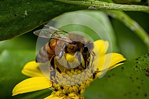 Australia honey bee collecting nectar from a yellows wild flower