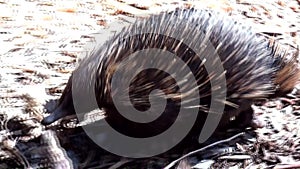 Australia, kangaroo island, excursion in the outback, close up view of a echidna walking