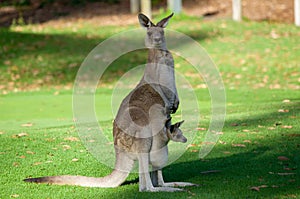 Australia kangaroo mother and cute joie baby in pouch