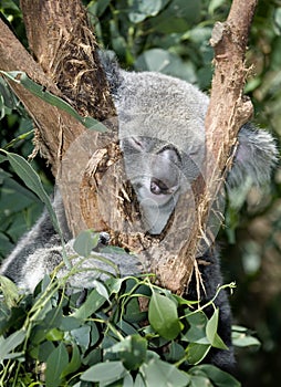 In Australia, the koala in the tree, how innocent