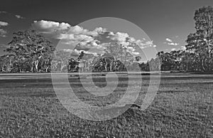 Australia: landscape with trees and swamps in Queensland