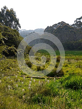 Australia: native bush regeneration new trees photo