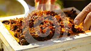 Australia native Sugarbag Bee beehives.