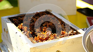 Australia native Sugarbag Bee beehives.