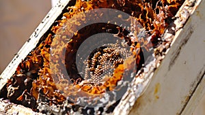 Australia native Sugarbag Bee beehives.