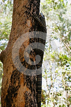 Australia, NSW, Ku-ring-gai Chase National Park lace monitor or tree goanna