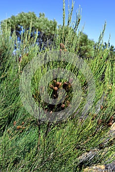 Australia, Botany, Plants