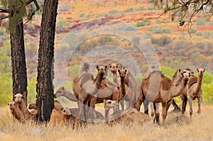 Australia, Outback, Australian feral dromedary camel.