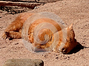 Australia, outback, a wombat