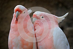 Australia parrot love. Leadbeater cockatoo, Cacatua leadbeateri, pink and white parrot in the nature habitat. Bird from wild,