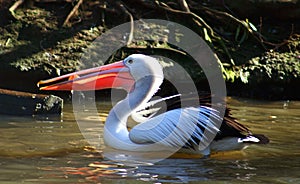 Australia Pelican